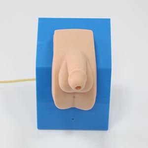 Senior Dressed Male Catheterization Model